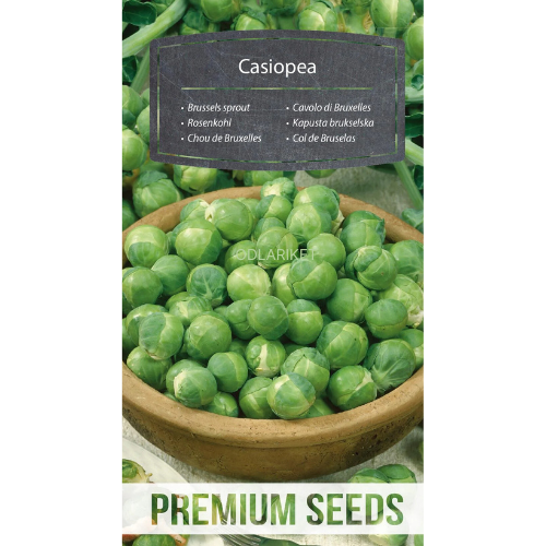 Brussels sprouts – Casiopea - 640 seeds