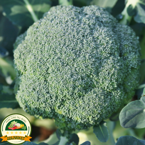 Broccoli – Limba - 270 frön