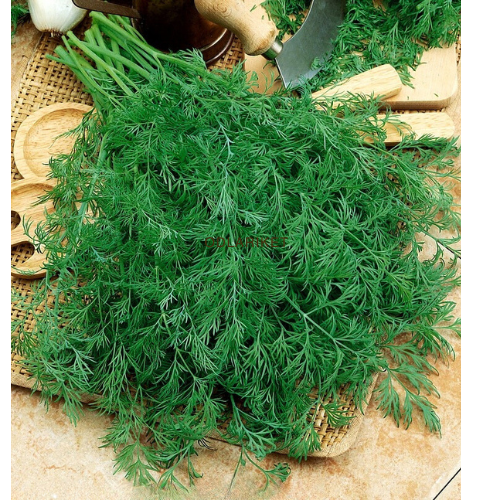 Dill - Kronos - 3200 seeds.
