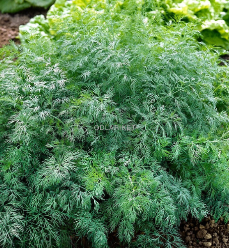 Dill - Monarch - 1600 frön