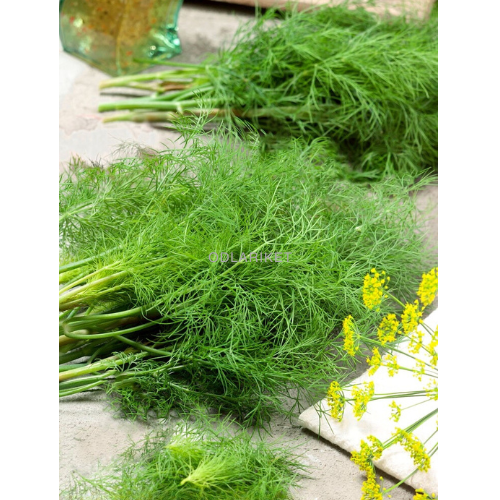 Dill - Moravan - 2200 seeds