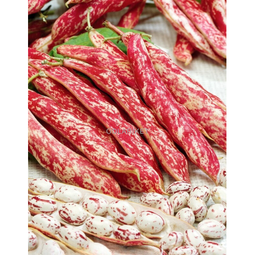 Dwarf bean - Borlotto lingua di fuoco - 30 seeds