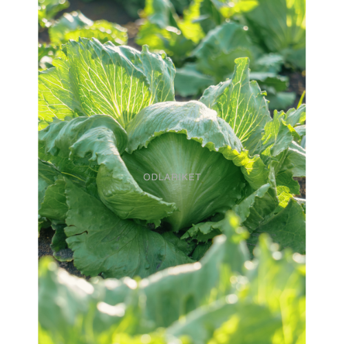 Iceberg Lettuce - Great Lakes 118 - 2400 seeds