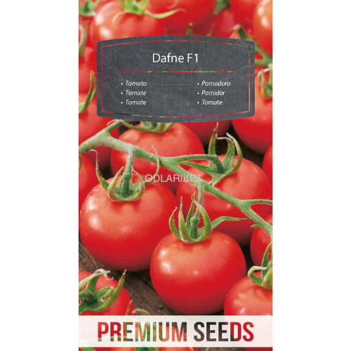 Tomato - Dafne F1