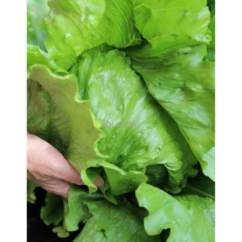 Iceberg salad - Saladin