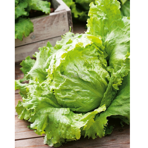 Iceberg Lettuce - Tarzan - 900 seeds