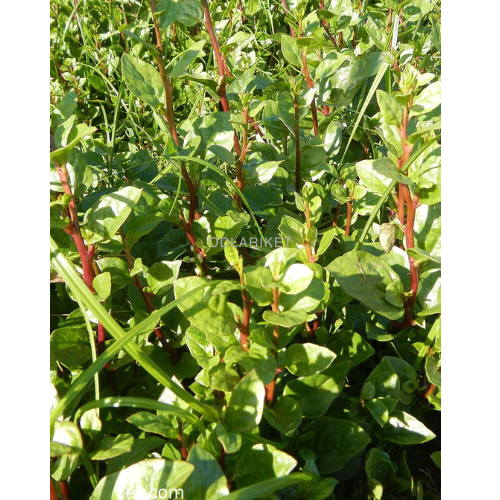 Malabar spinach