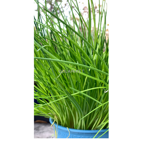 Chives - Medium Leaf - 1700 seeds