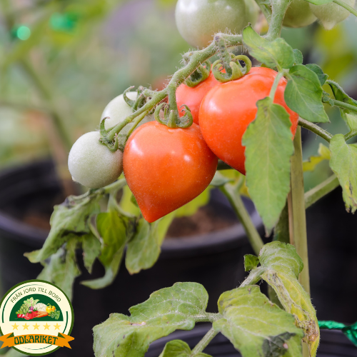 Plum tomato - Herodes - 60 seeds