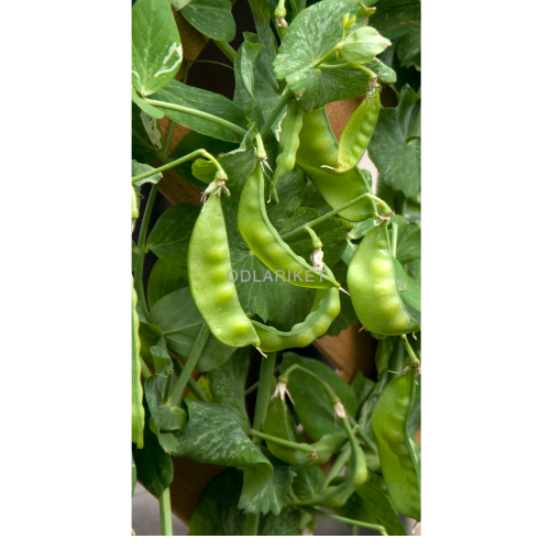 Sugar pea - Hetman - 300 seeds