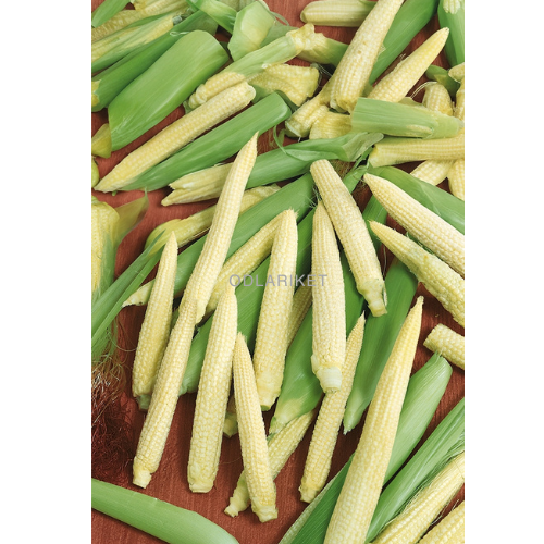 Mini corn - Minigold - 30 seeds