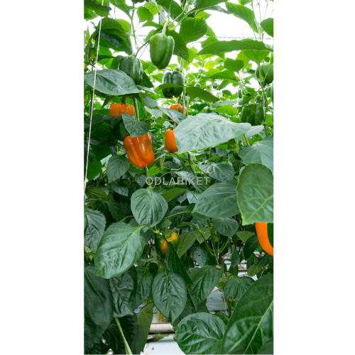 Paprika - Kubista F1 - 26 seeds
