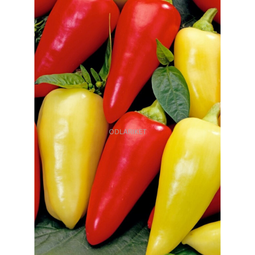 Paprika - Montana -  80 frön
