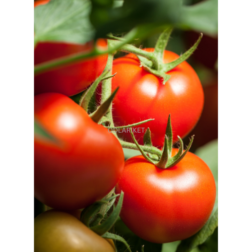Dwarf tomato - Bohun - 250 seeds