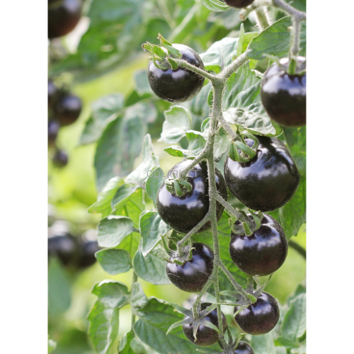 Tomato - Blackball - 42 seeds