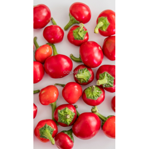 Tomatpaprika ‘Dumas’ planta