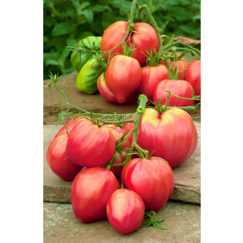 Tomato plant - Oxheart