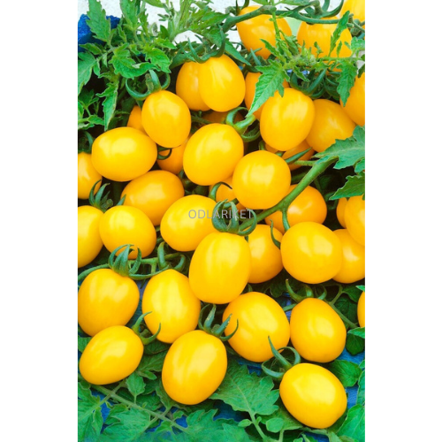 Tomatplantor mix