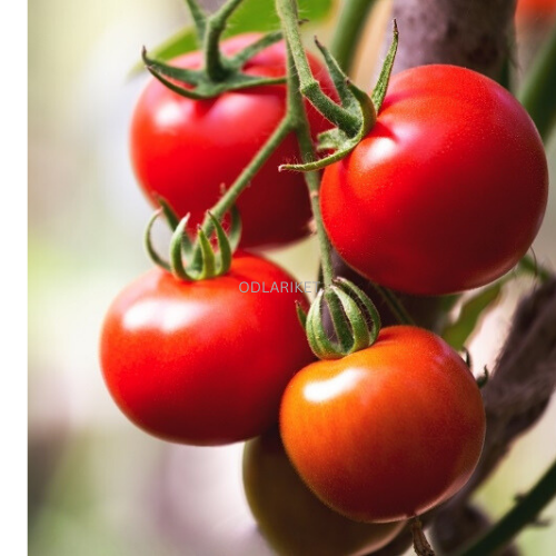 Tomato - Moneymaker - 180 seeds