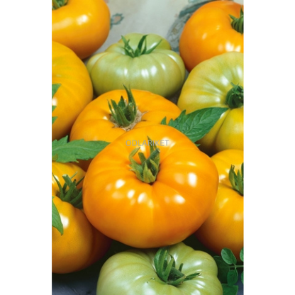 Tomato &