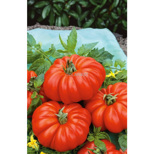 Tomatplantor mix