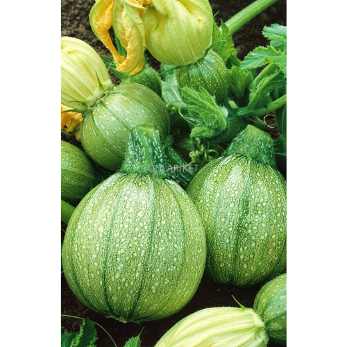 Squash &