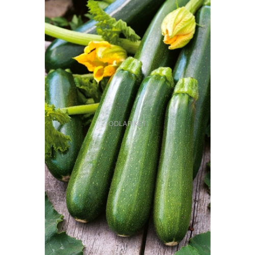 Squash ‘Nefertiti’