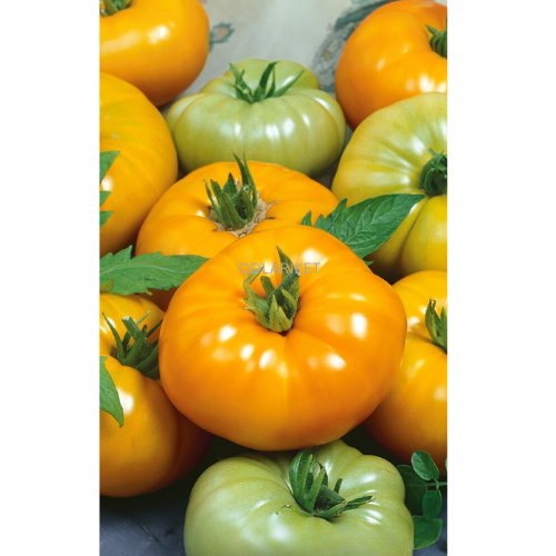 Tomato - Yellowstone- 50 seeds