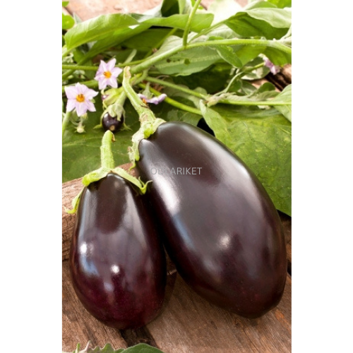 Aubergin  ‘Black Beauty’