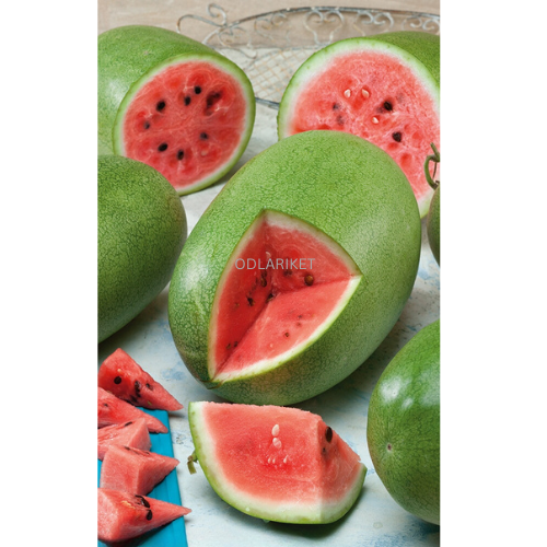 Watermelon - Charleston Gray - 12 seeds