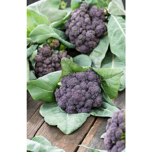 Broccoli &