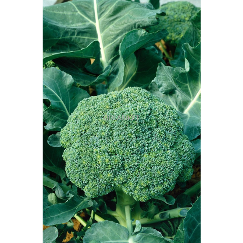Broccoli &