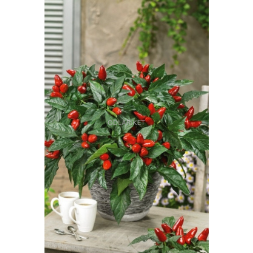 Chili &