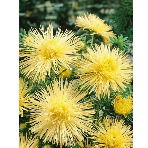 Aster - Yellow