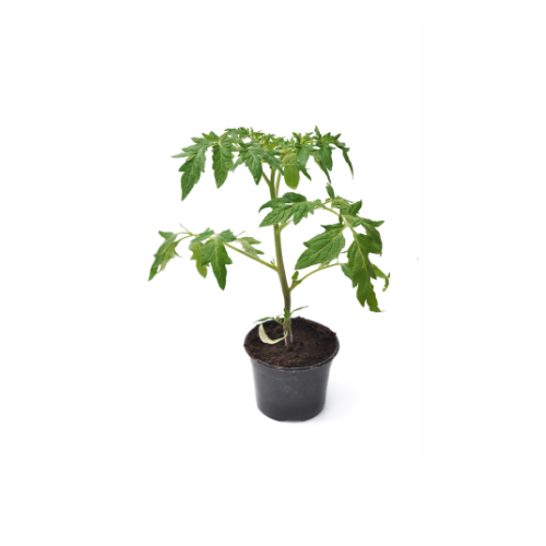 Tomatplanta - Cherokee Purple