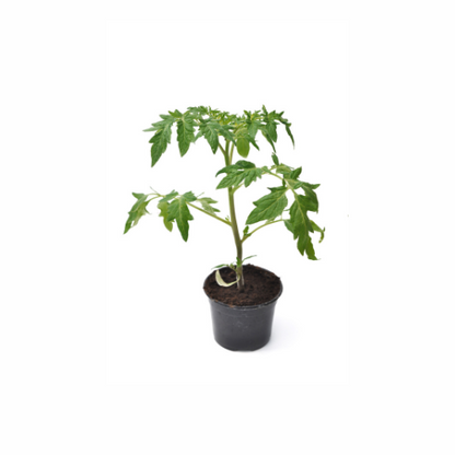 Tomato plant - Cherokee Purple