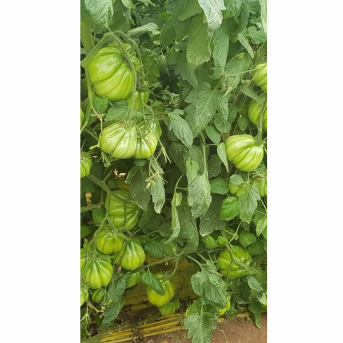 Tomatplanta - Kokoro H