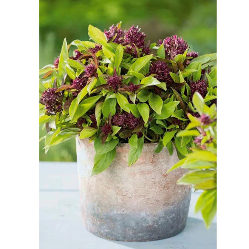 Thai basil - Siam Queen