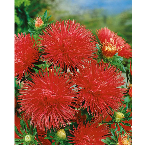 Aster - Red