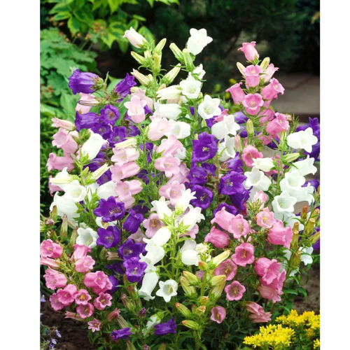 Mariaklocka Canterbury Bells  - Mix