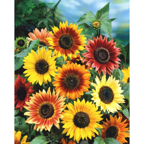Sunflower - Autumn Beauty