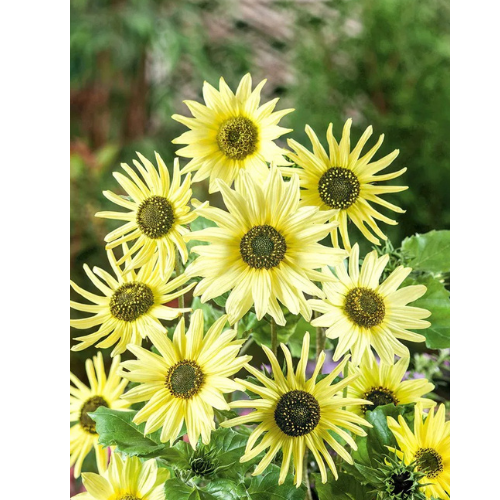 Sunflower - Italian Green Heart