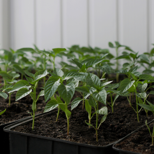 Jamaican Bell – Young Plant (6 cm pot)