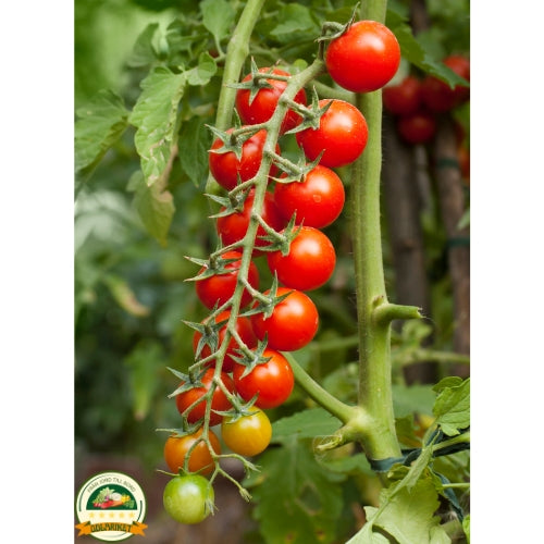 Tomato Cherrola F1 – 20 seeds