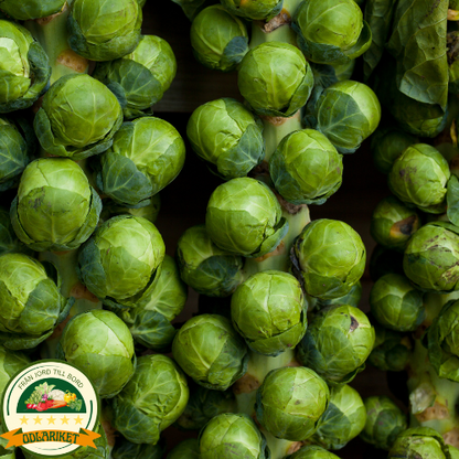 Brussels sprouts – Casiopea - 640 seeds