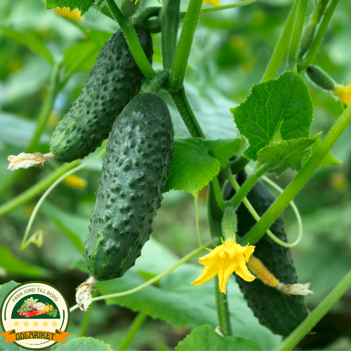 Cucumber - Cornichon de Paris - 70 seeds