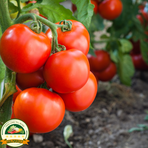 Tomato - Dafne F1