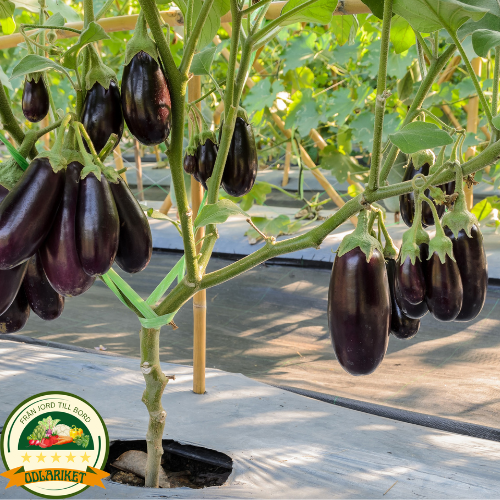 Eggplant – Black Beauty - 210 seeds