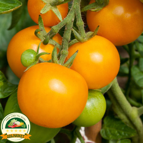 Tomato - Golden Ozarowski