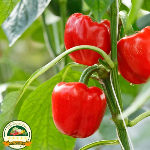 Paprika -  California Wonder -80 frön